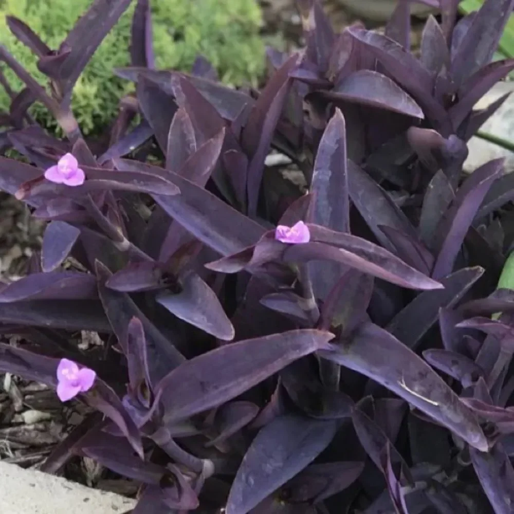 8 Purple Heart Plant Cuttings 💜 - Picture 1 of 5